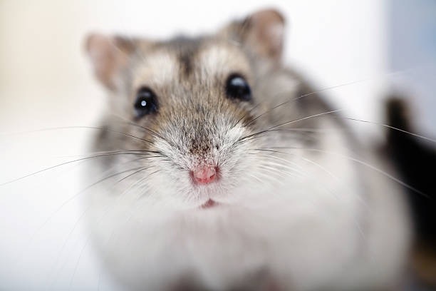 4 Things To Consider Before Getting Dwarf Hamsters Fantastic Furries,Chinese Gender Calendar